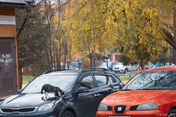 НУЖНО ЛИ ПЛАТИТЬ НАЛОГ ЗА ТРАНСПОРТ, ЕСЛИ УЕХАЛ ЗА ГРАНИЦУ? В МНС ОБЪЯСНИЛИ