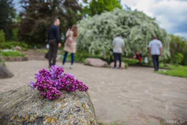 ШТРАФ ЗА БУКЕТИК: КАКУЮ СУММУ ВЗЫЩУТ ЗА СЛОМАННУЮ ВЕТКУ СИРЕНИ?